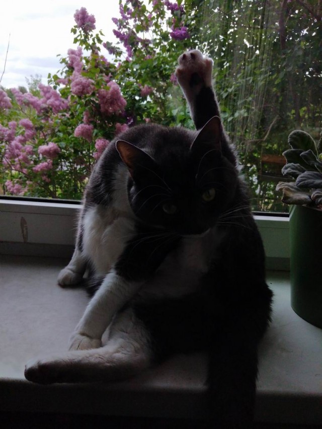 Толстые коты