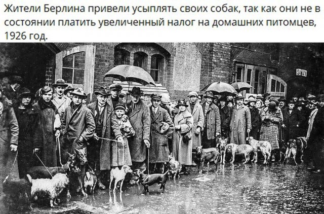 Собаки из истории в картинках