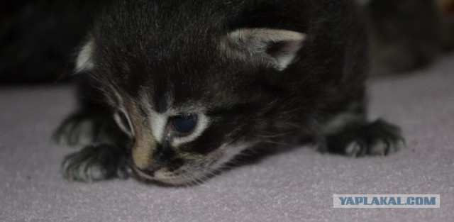 Котовторник 21.05.2013