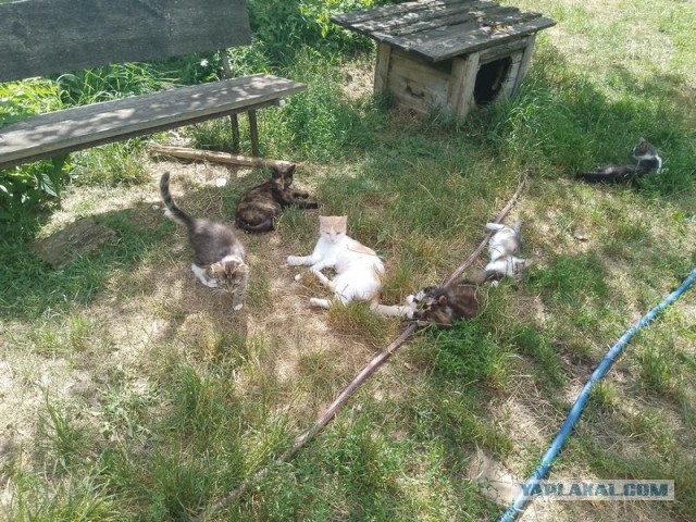 Жизнь домашнего приюта для котеек 503
