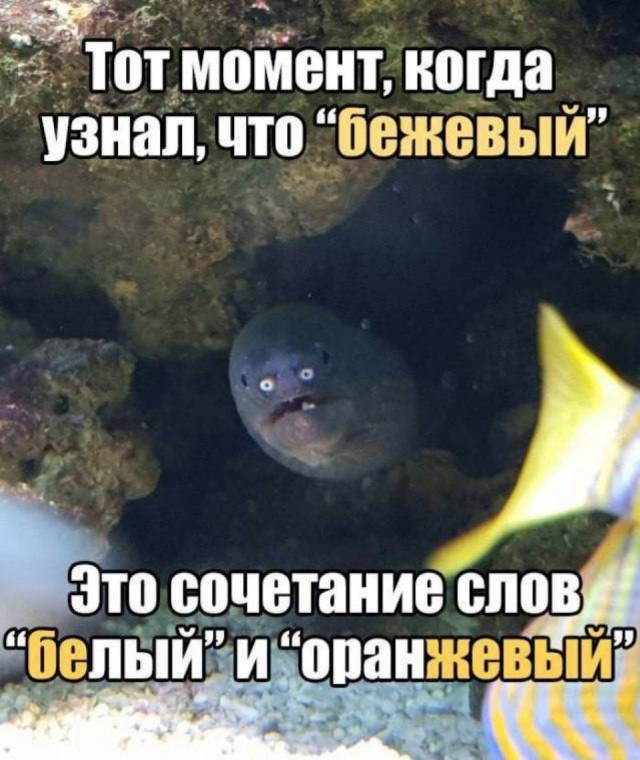 Нуштош 08.08.2024