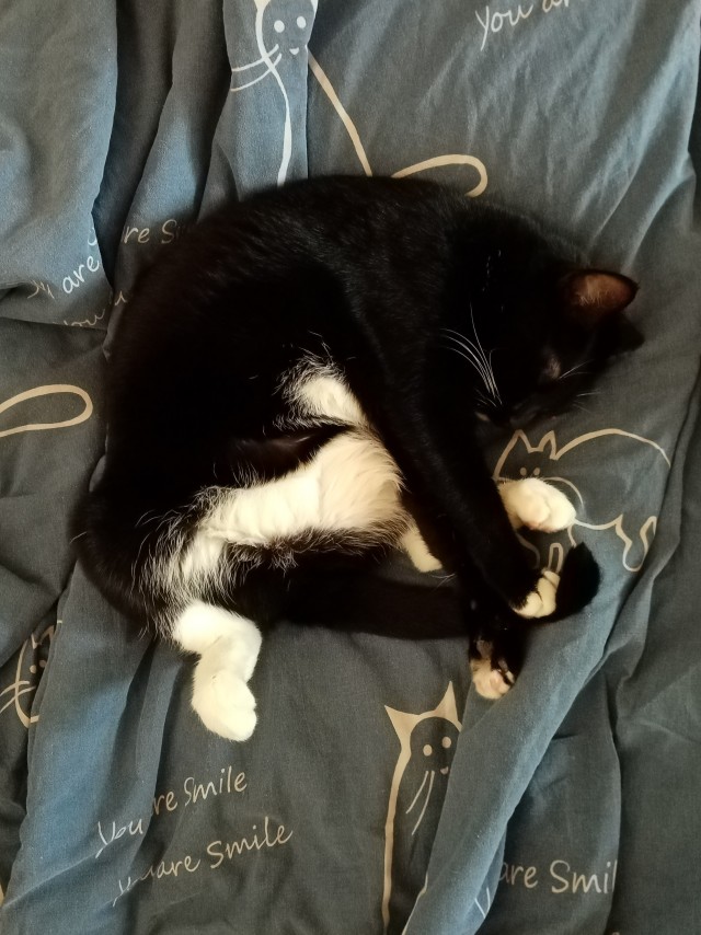 Принимайте в клуб! Котовторник же