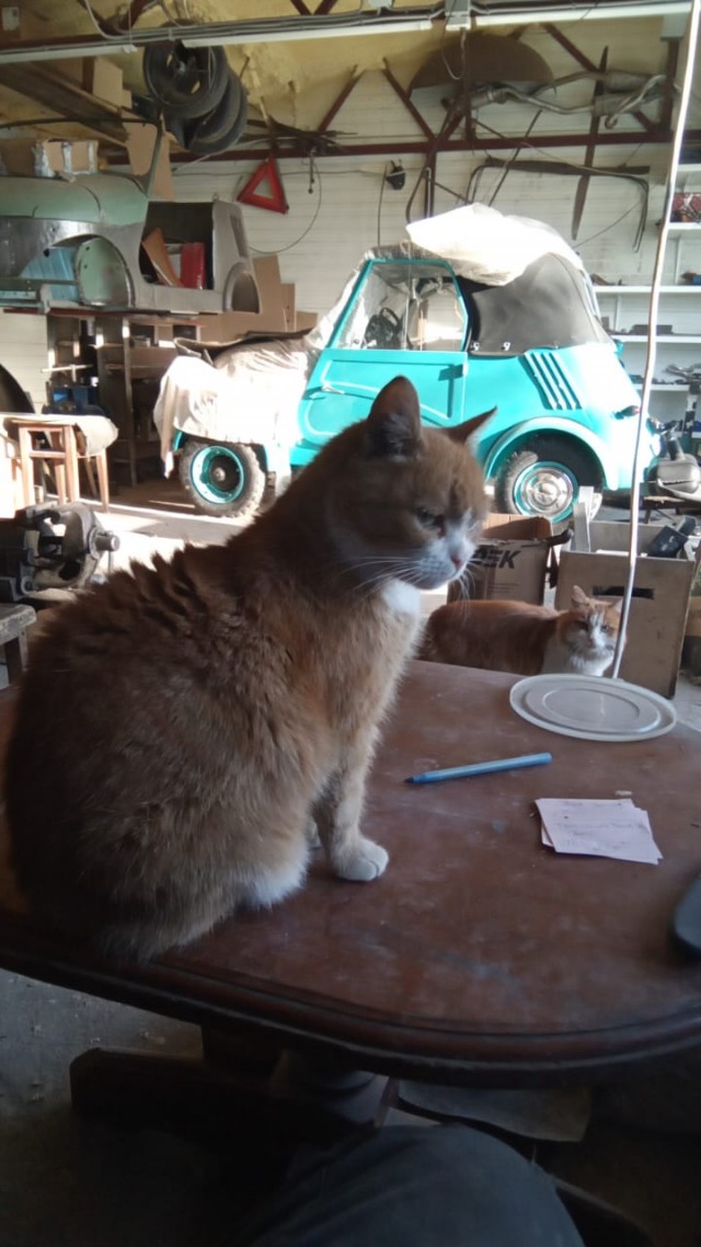 Котовторник 05/11/2024