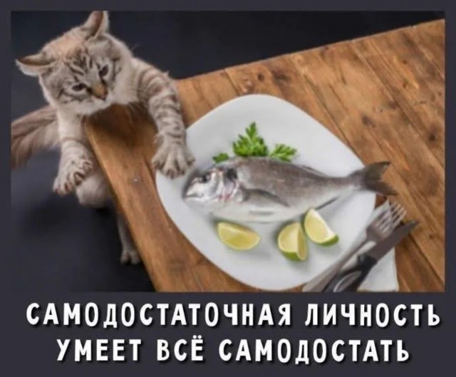 К котовторнику: подборка картинок-баянов с котиками и про котиков. Выпуск 3.