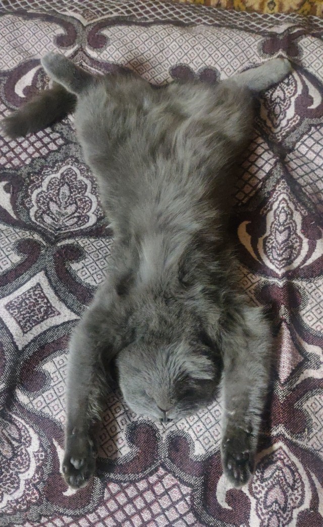Спящий кот