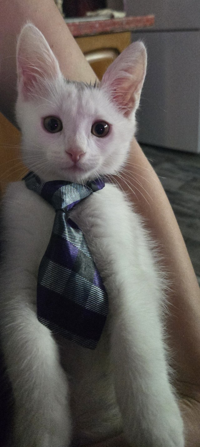 Котаняны