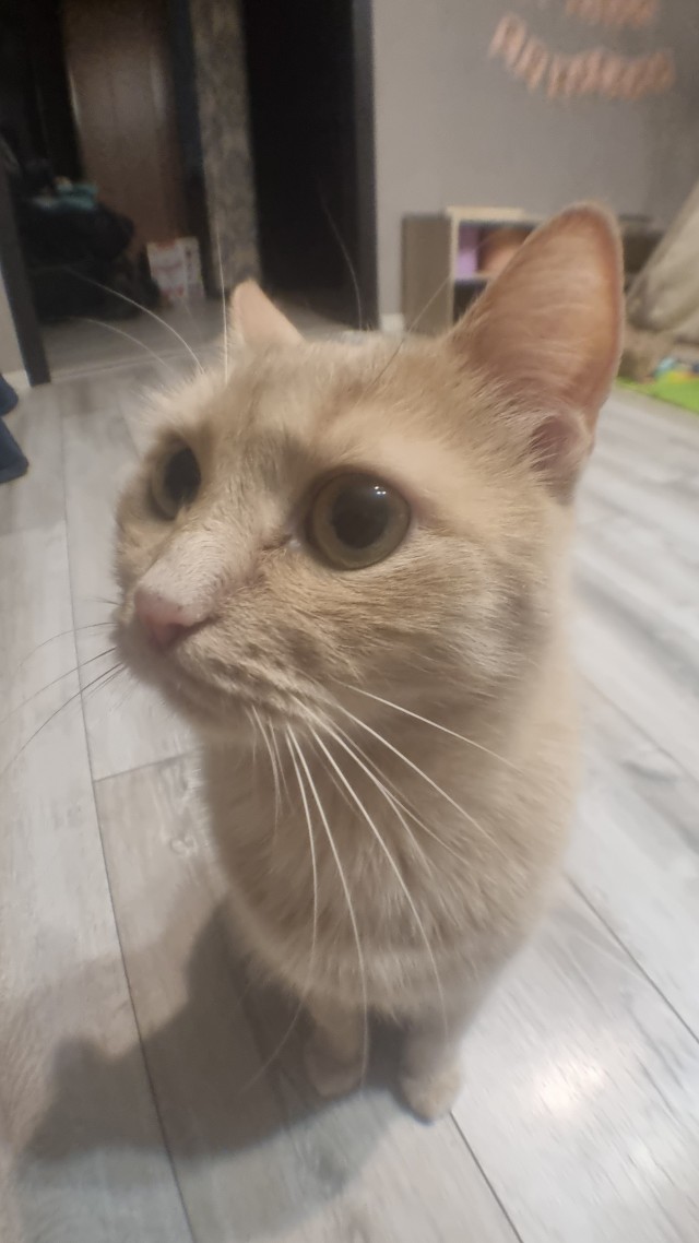 К котовторнику)