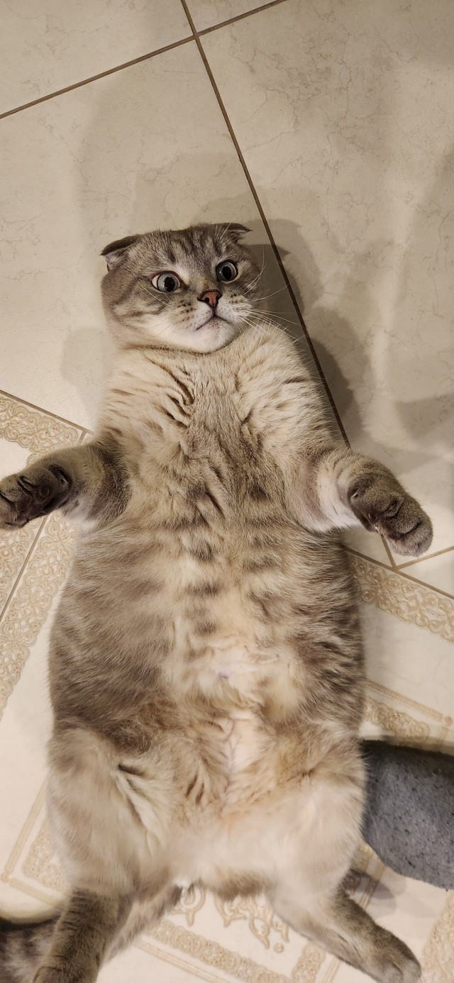 А где коты?