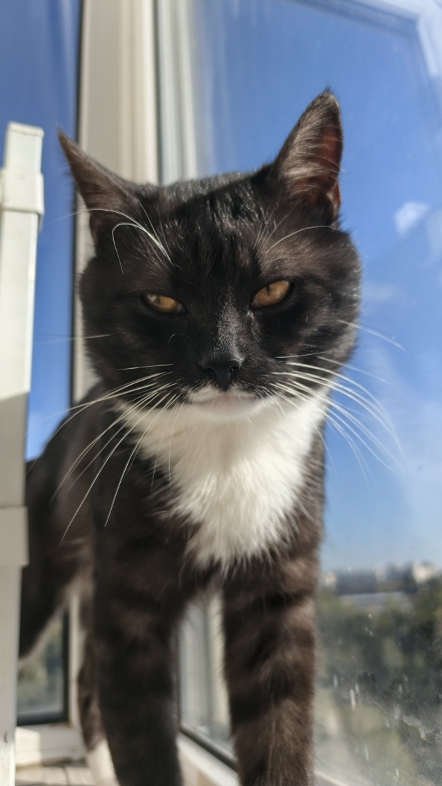 Котик с помойки
