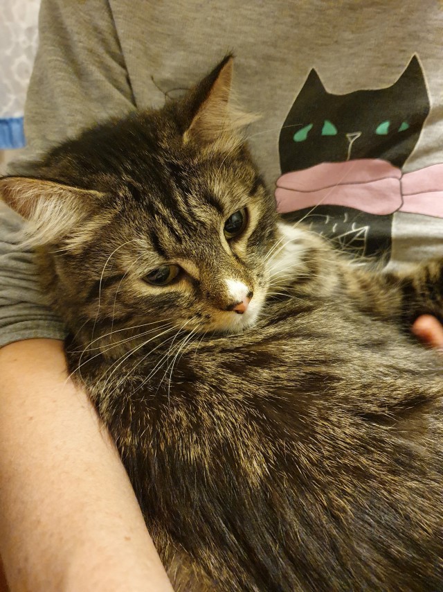 К котофторнику