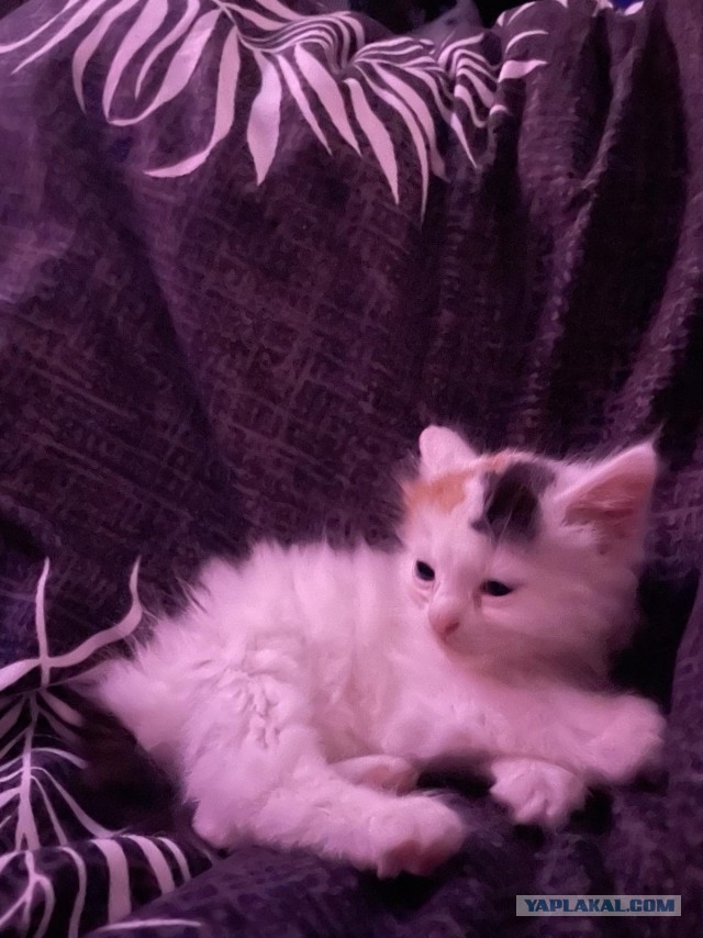А котовторник уже пришёл?
