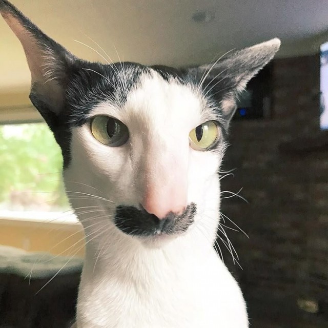 Просто красивый котенок