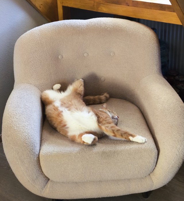 Котовторник.