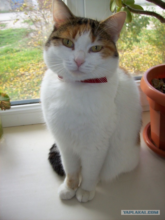 Коты и коробки