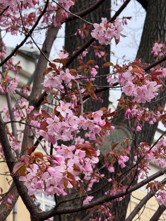 В ботаническом саду Петра Великого (СПб) расцветает сакура