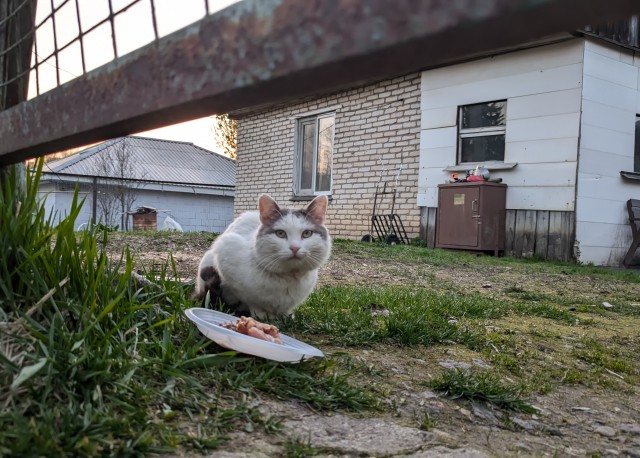 Возьмите кота!