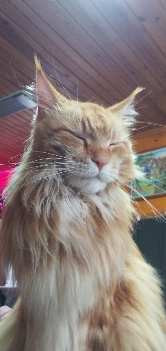 Котское.