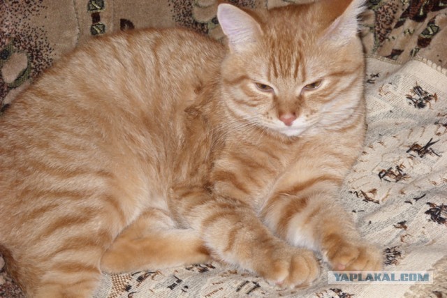 Бабушкин кот