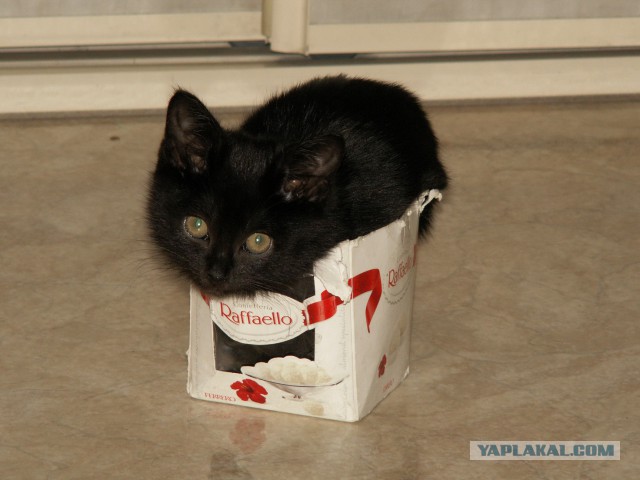 Котовторник 12.11.2013