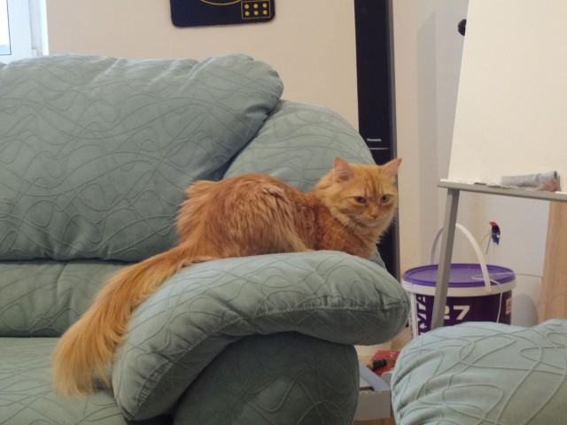 Котовторник  10.12.2013