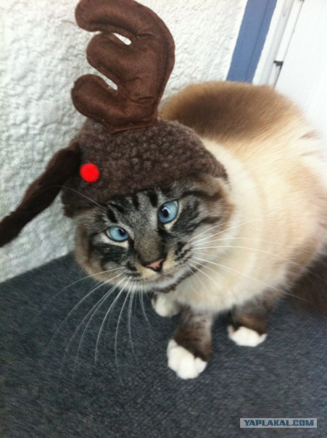 Глуповатый и одновременно смешной котенька)))