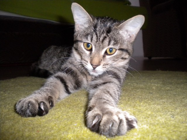 Котовторник 01.04.2014