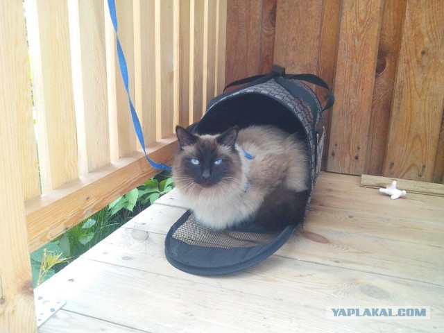 Котовторник 02.09.2014