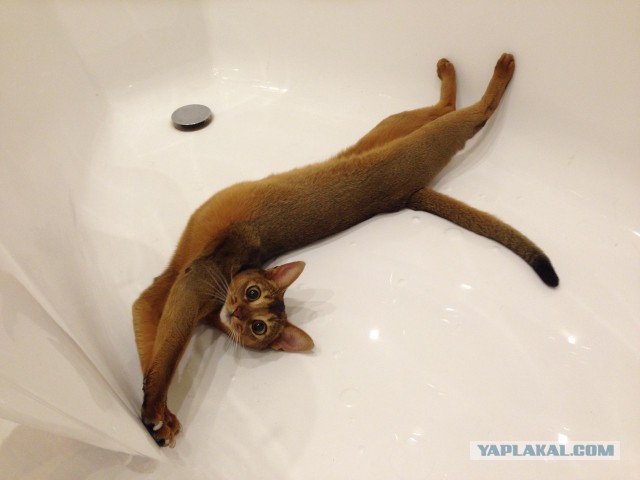 Абиссинский Лев