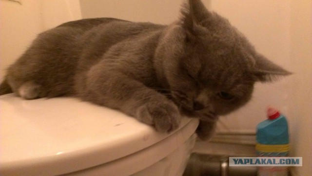 Котовторник 30.12.2014