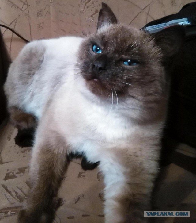 Моя любимая кошка
