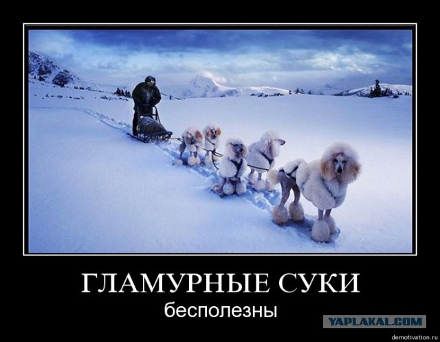 Тачки, деньги, Тегеран. Золотая молодежь Ирана