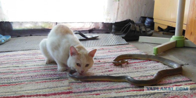 Кот сам выбрал себе семью