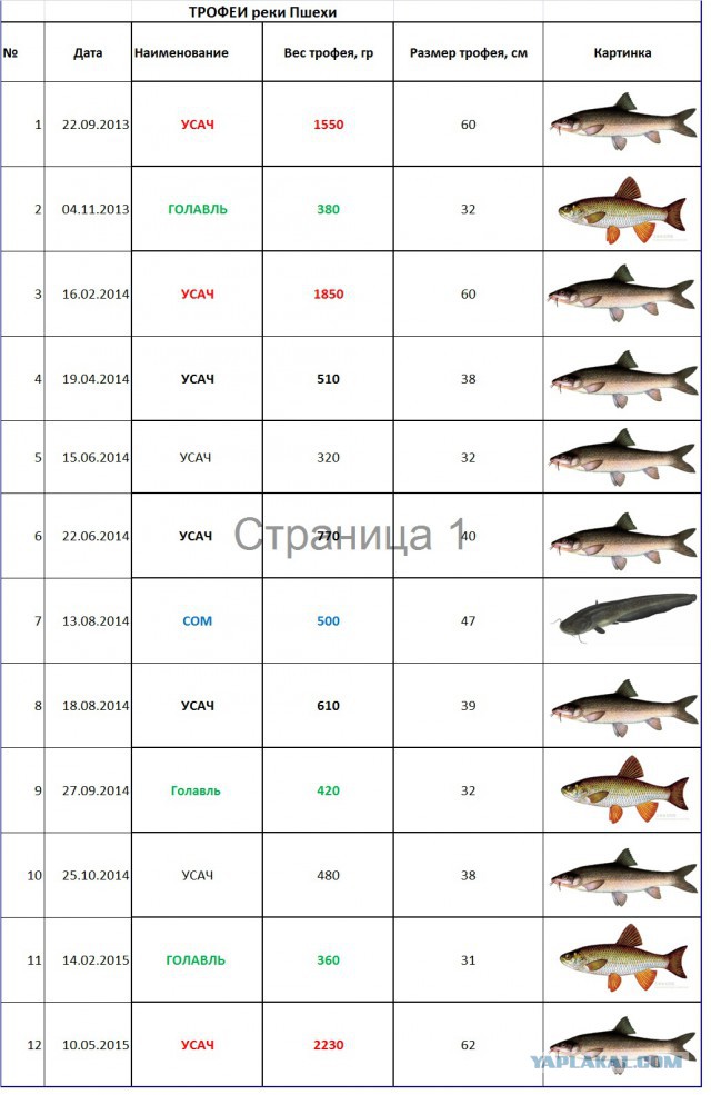 Рыбалка 10 мая 2015, р. Пшеха