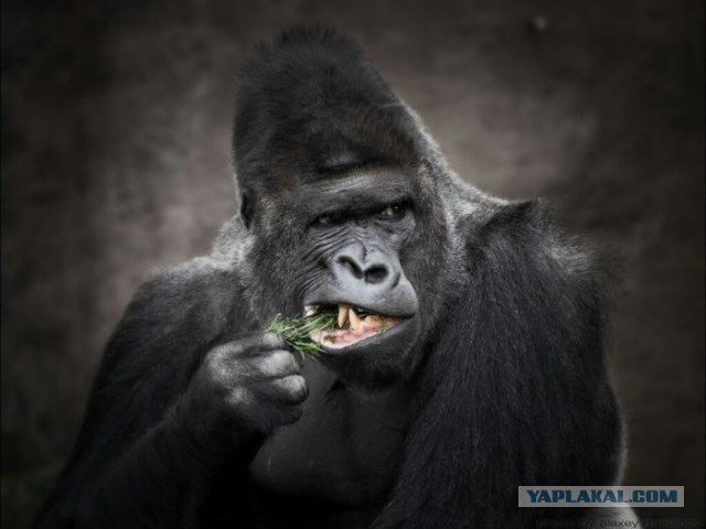 Астана - зеленый город