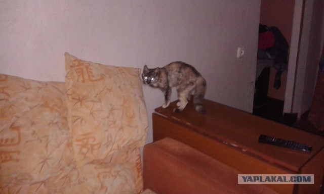 Котовторник 28.07.2015