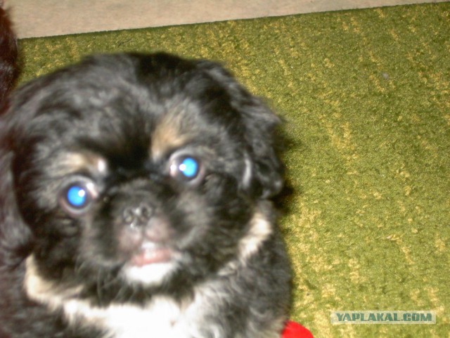 Собакочетверг же, ау!