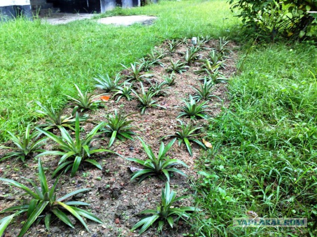 Что такое Бангладеш?