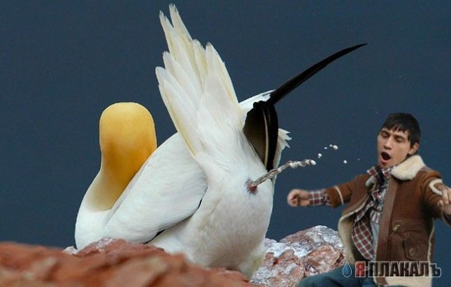 Фотожаба: Дима Билан