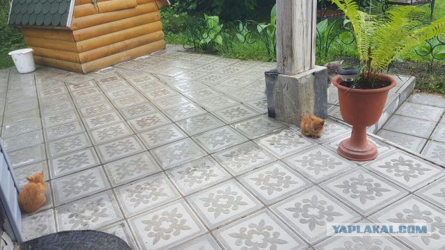 Котовторник 26.07 2016