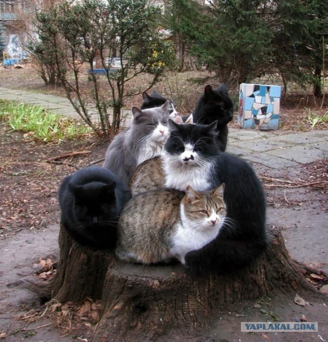 35 фотографий животных, глядя на которые невозможно не улыбнуться