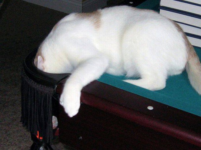 Коты из сети