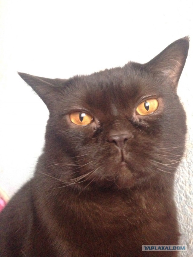 Коты и Кошки