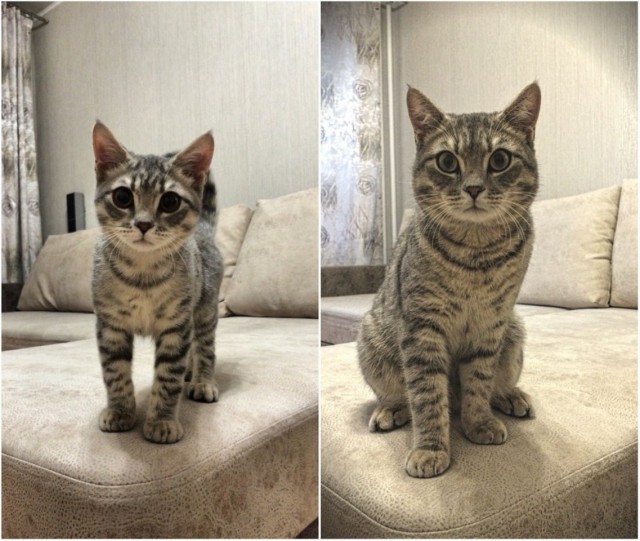 Коты и Кошки
