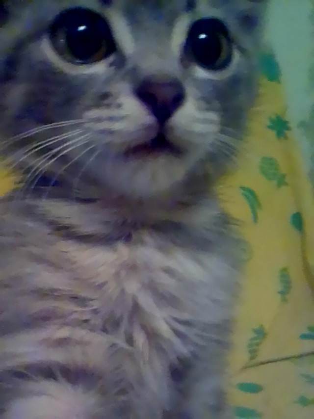 Коты и Кошки