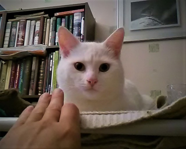 Котовторник 1.08.17