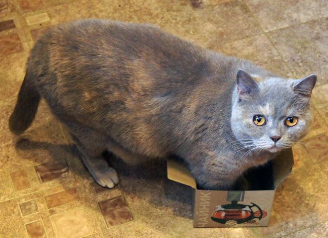 Коты и Кошки