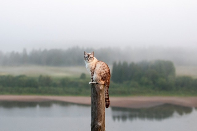 Коты и Кошки