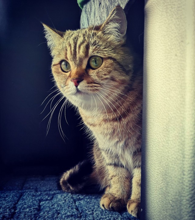 Котовторник