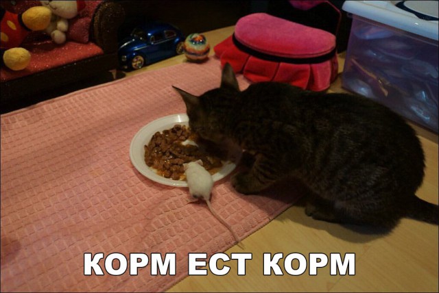Кот без прикрас