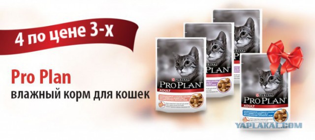 Жизнь домашнего приюта для котеек 219